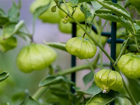 Growing Tomatillos: What Is A Tomatillo And How To Grow Them