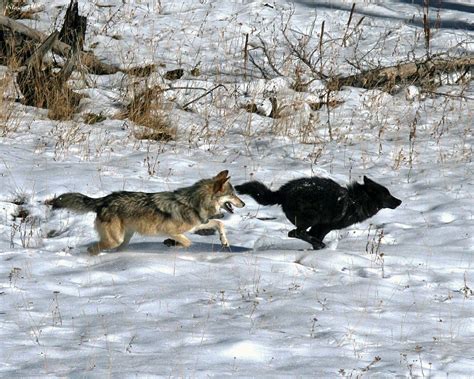 North America Has Only 1 True Species of Wolf, DNA Shows | Live Science