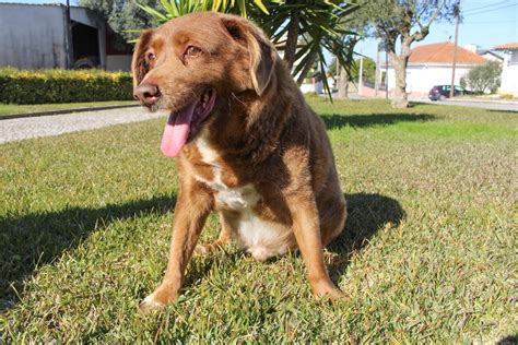 Rochester's Bluey reclaims title of world's oldest dog after Guinness ...