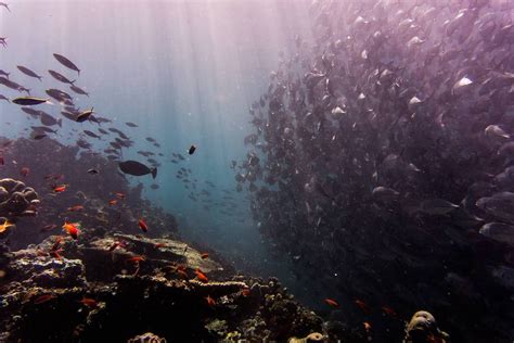 World’s Largest Dead Zone Discovered in Arabian Sea