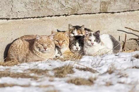 Feral Cats: Why Neighborhood Cats and Feral Cats Deserve Care