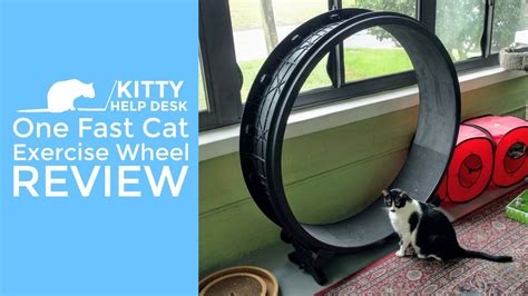 One Fast Cat Exercise Wheel Review