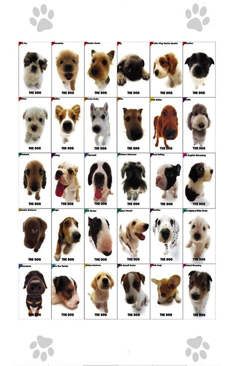 The Dog Different Dog Breeds Infographic Chart 18"x28" (45cm/70cm) Canvas Print