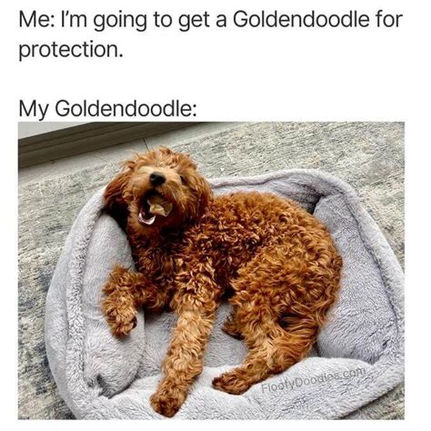 21 Funny Goldendoodle Memes Only Owners Understand