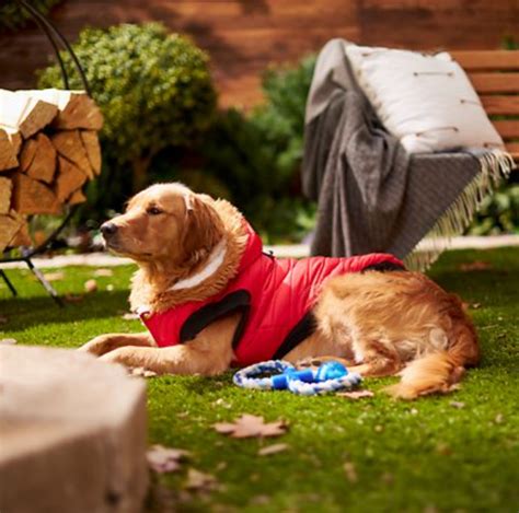 Top Winter Coats For Golden Retrievers - Totally Goldens