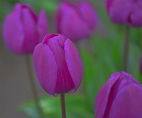 Tulip Negrita | Naturescape Wildflower Farm