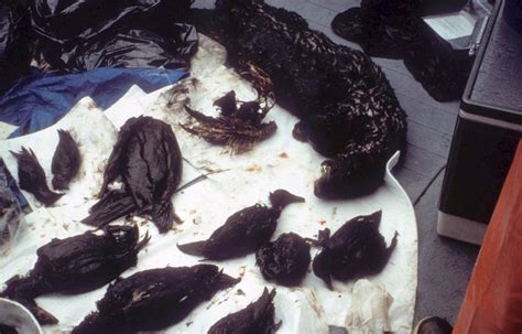 The Exxon Valdez Oil Spill In 33 Devastating Photos