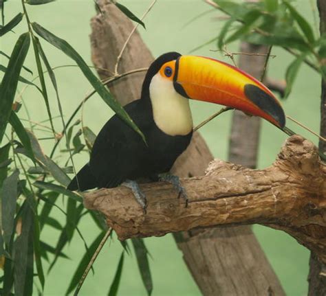 Toco Toucan Habitat