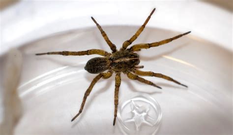 7 Spiders Commonly Found in Southwest Florida | Catseye Pest Control