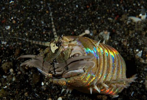 Bobbit Worm (Eunice aphroditois) Indonesia BlogOct2017 Luke Gordon ...