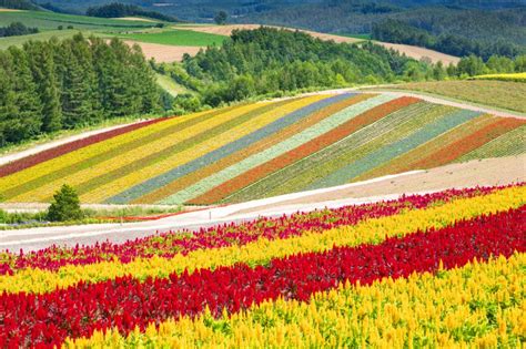 Japan's Stunning Spring Flowers—Apart from the Cherry Blossoms