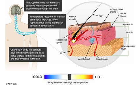 Homeostasis - Upper sec Science