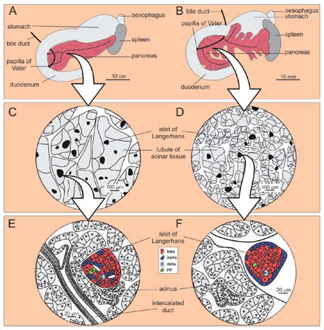 Microscopic anatomy of the human (A, C, and E) and the mouse (B, D, and... | Download Scientific ...