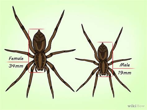 How to Identify a Wolf Spider | Wolf spider, Spider, Wolf