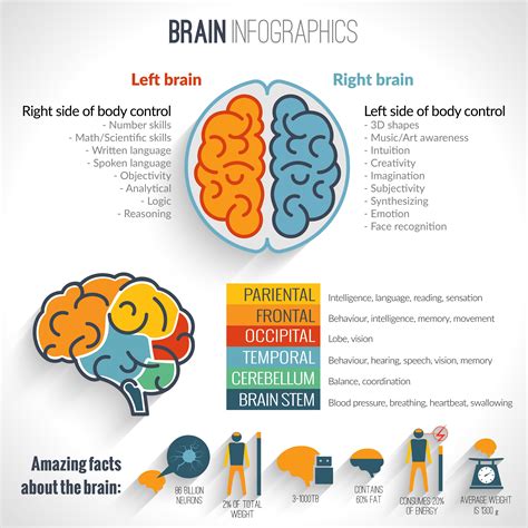 See this infograph to understand the difference between the right brain thinking and left brain ...