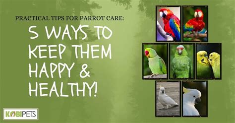 Practical Tips for Parrot Care. 5 Ways to Keep Them Happy & Healthy! - Kobi Pets