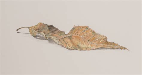 Dead Leaf Drawing at PaintingValley.com | Explore collection of Dead ...