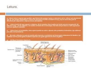 Projekt biologji: "Funksionet e Organeve te Njeriut " | PPT