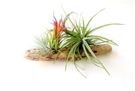 Air Plants on Driftwood: Mounted Tillandsias on by Plantzilla