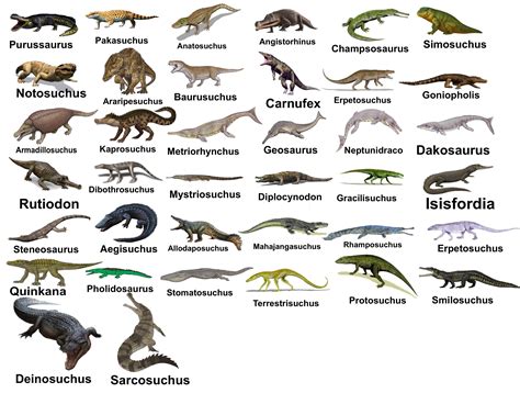 20 best u/paleonerd1999 images on Pholder | Dinosaurs, Paleontology and ...