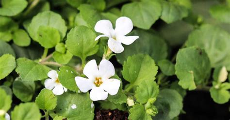 7 Emerging Benefits of Bacopa monnieri (Brahmi)