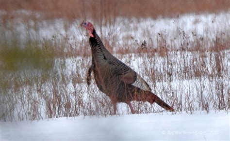 Wild Turkey - Big Year Birding