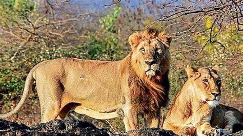 Asiatic lion: 29% rise in numbers, says Gujarat - Hindustan Times