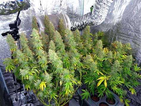 How to Make the Best Growing Environment | Grow Weed Easy