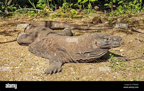 The Komodo Dragon is a natural habitat on Komodo Island. Indonesia ...