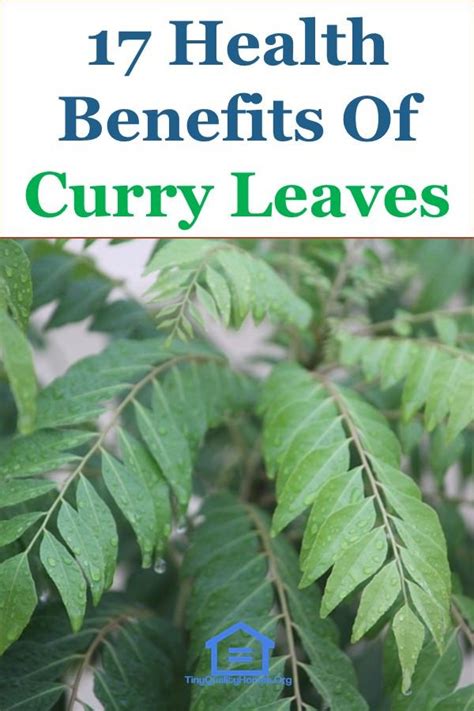 17 Health Benefits Of Curry Leaves | Curry leaves, Leaf health, Curry leaf plant