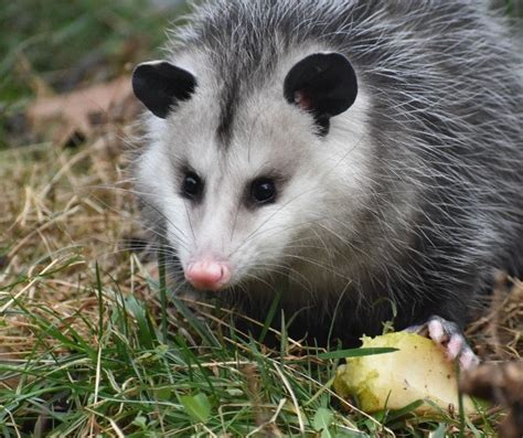 Oct 10 | Wildlands Conservancy - Pre-K Pathfinders Trexler Nature Preserve: Amazing Animals ...