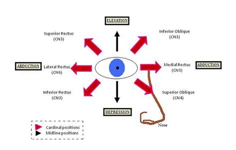 Eom Eye Test Procedures | Perrla Eyes