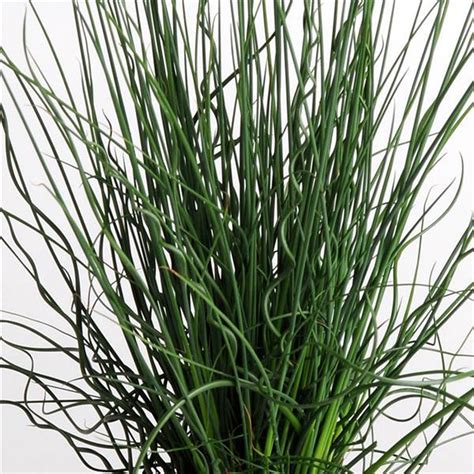 Grass Juncus Fuseables Twisted Arrows – Green Valley Garden Centre