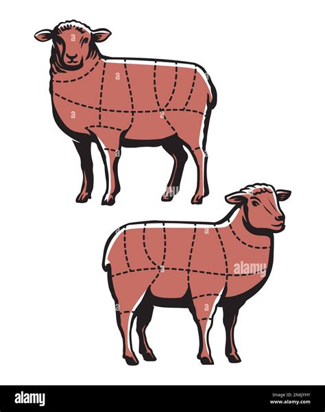 Lamb cutting. Sheep meat chart cut guide for butcher shop or restaurant. Butchery cuts diagram ...