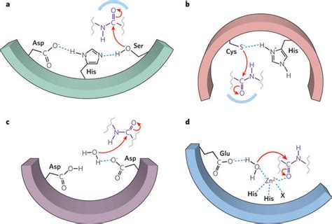 Protease mechanisms | Learn Science at Scitable