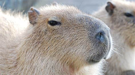 Cute Capybara Wallpapers - 4k, HD Cute Capybara Backgrounds on WallpaperBat