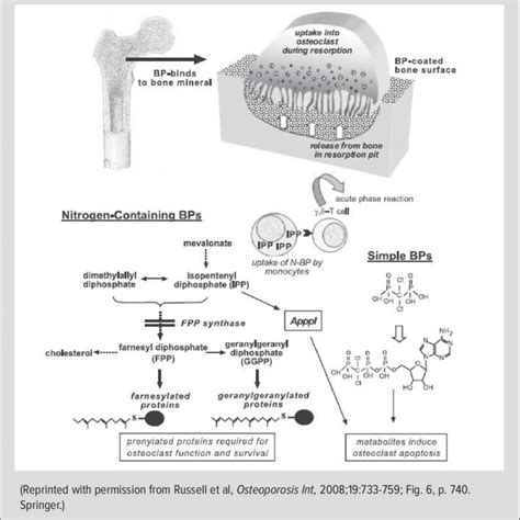 Bisphosphonates Mechanism Of Action