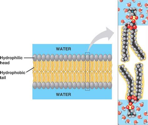 microbiology - Why do cell membranes have a lipid bilayer instead of a monolayer? - Biology ...