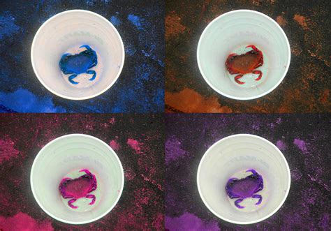 crab in a bucket, 4 ways 12/20/18 by TigerWaffle on DeviantArt