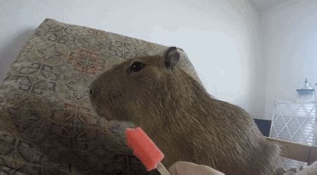 Capybara GIF - Find & Share on GIPHY