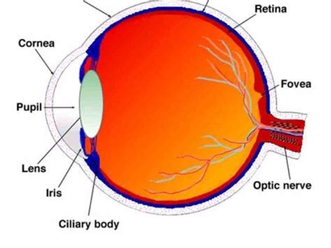 fovea center macula; gives sharpest vision iris the Diagram Of The ...