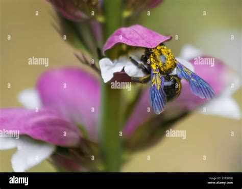 A pollen dusted carpenter bee climbs into a Bear's Breech flower Stock ...