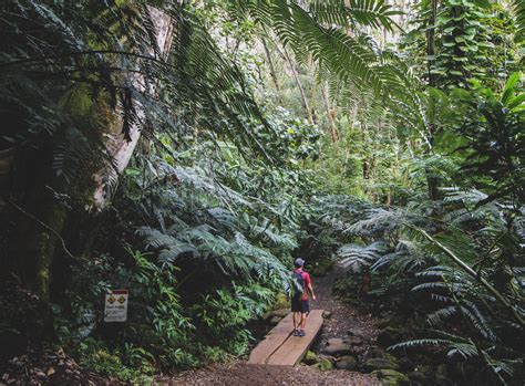 Hiking the Manoa Falls Trail | Oahu, Hawaii — A Million People & Places