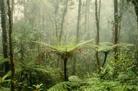 Facts About Rainforests | Live Science