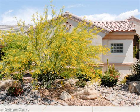 Desert Museum Palo Verde Tree : On the other hand there is enough light ...