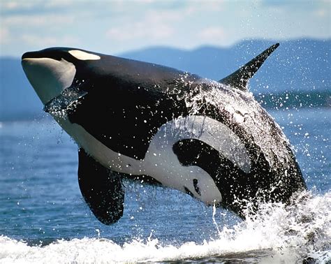 1440x2960px | free download | HD wallpaper: killer whale blackfish or ...