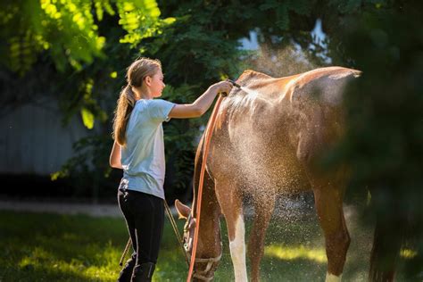 Horse Care for the Total Beginner - You CAN Do This! - Horse Rookie