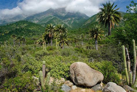 Chaparral types from red shanks to serpentine