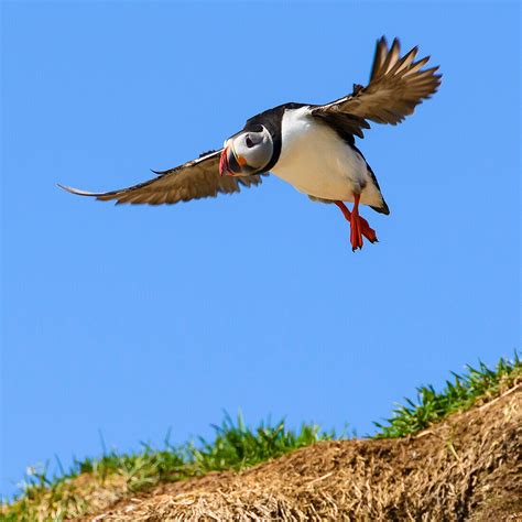 Puffin in flight, Eastfjords, Iceland – License image – 71192825 Image ...