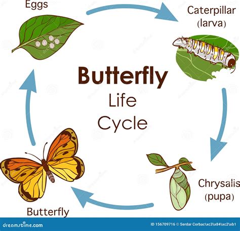 Life Cycle Butterfly Stock Illustrations – 1,307 Life Cycle Butterfly Stock Illustrations ...